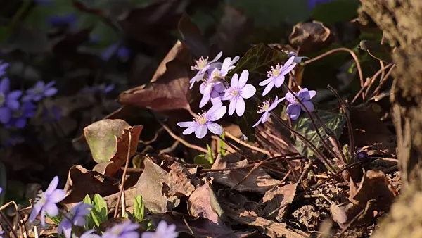 506031 - Liverwort (Hepatica nobilis)