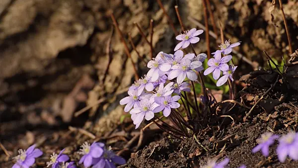 506032 - Liverwort (Hepatica nobilis)