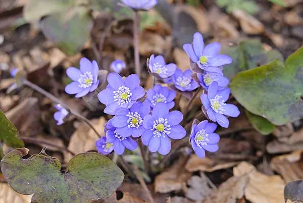 517019 - Liverwort (Hepatica nobilis)