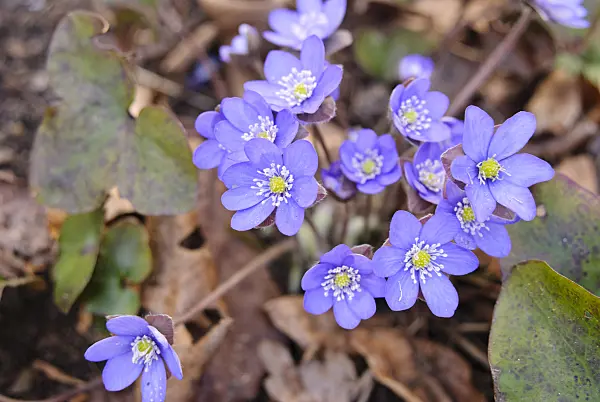 517020 - Liverwort (Hepatica nobilis)