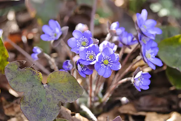 517021 - Liverwort (Hepatica nobilis)