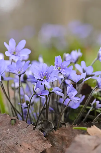 519023 - Liverwort (Hepatica nobilis)