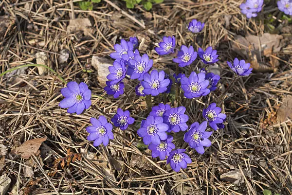 608022 - Liverwort (Hepatica nobilis)
