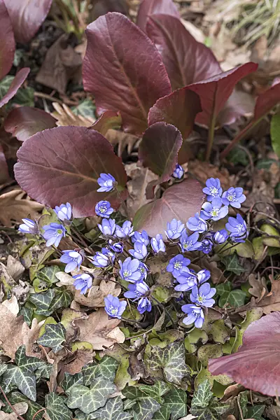 651318 - Liverwort (Hepatica nobilis)