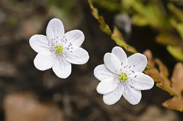 494140 - Liverwort (Hepatica nobilis 'Alba')