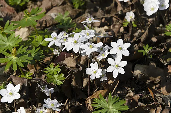 495001 - Liverwort (Hepatica nobilis 'Alba')