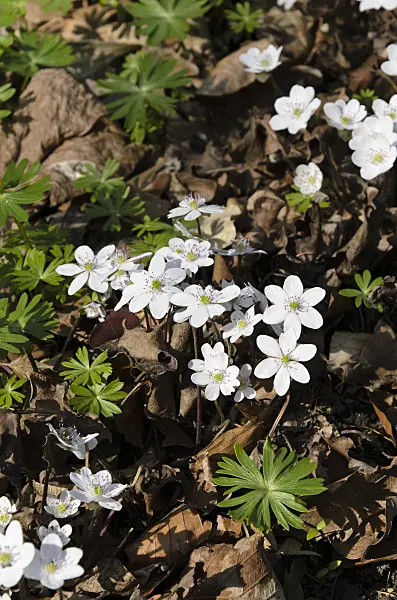 495002 - Liverwort (Hepatica nobilis 'Alba')