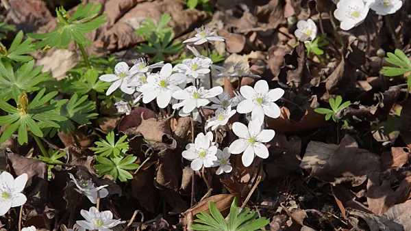 495022 - Liverwort (Hepatica nobilis 'Alba')