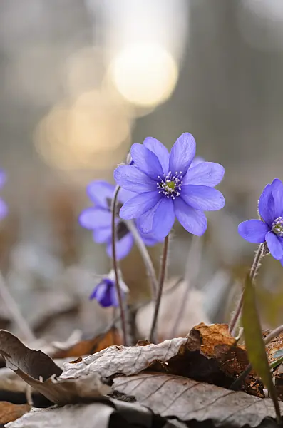 519024 - Liverwort (Hepatica nobilis var. acuta)