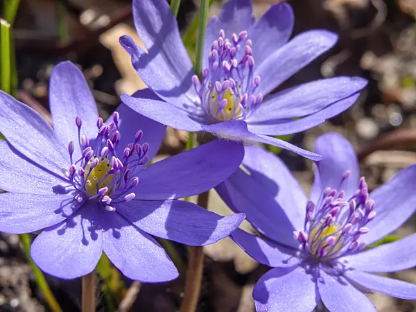 423023 - Liverwort (Hepatica transsylvanica)