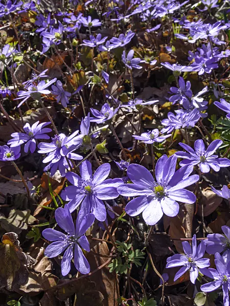 436121 - Liverwort (Hepatica transsylvanica)
