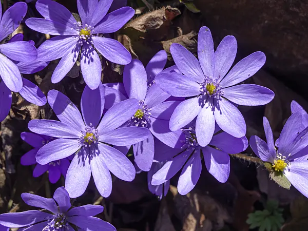 436122 - Liverwort (Hepatica transsylvanica)