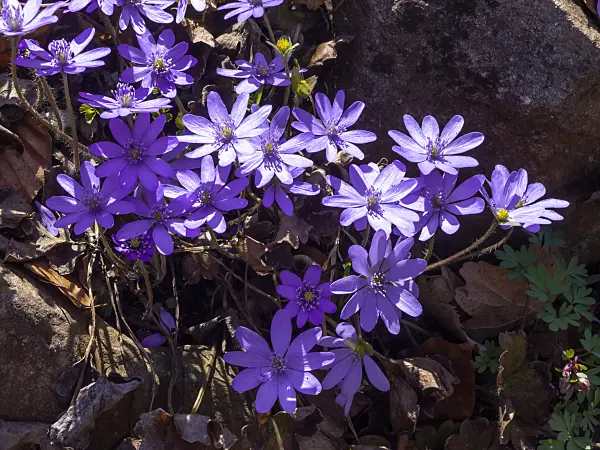 436124 - Liverwort (Hepatica transsylvanica)