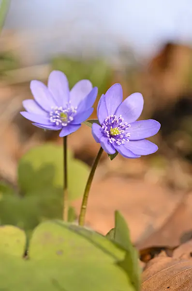 519012 - Liverwort (Hepatica transsylvanica)