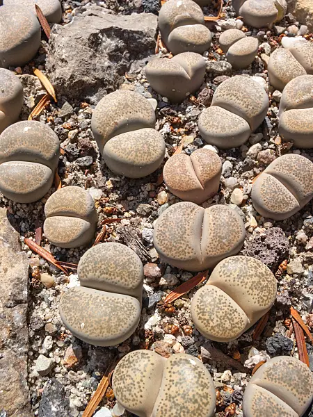 403058 - Living stones (Lithops localis) in a gravel bed