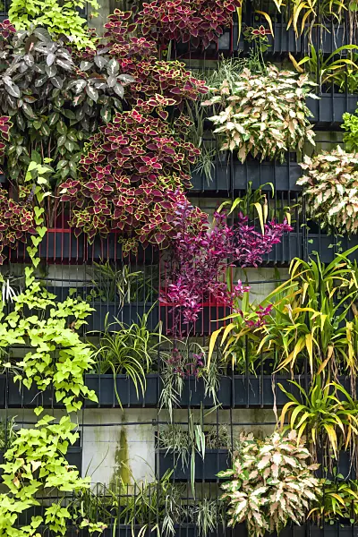 455419 - Living wall with different vertical greenery systems