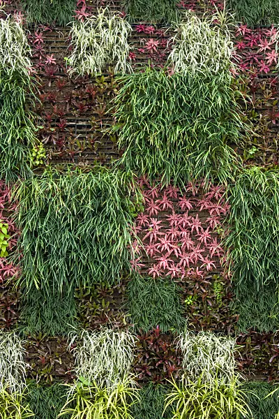 455420 - Living wall with different vertical greenery systems