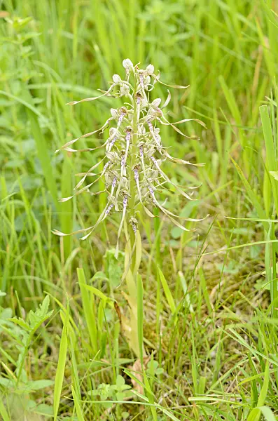 557064 - Lizard orchid (Himantoglossum hircinum)