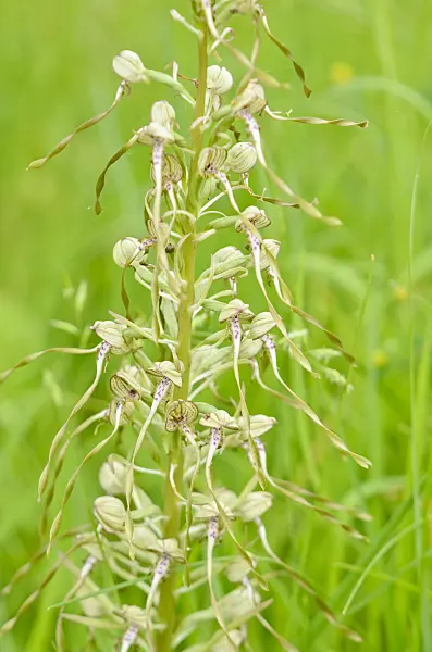 557066 - Lizard orchid (Himantoglossum hircinum)