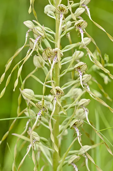557067 - Lizard orchid (Himantoglossum hircinum)