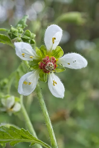 561037 - Loasa triphylla var. volcanica