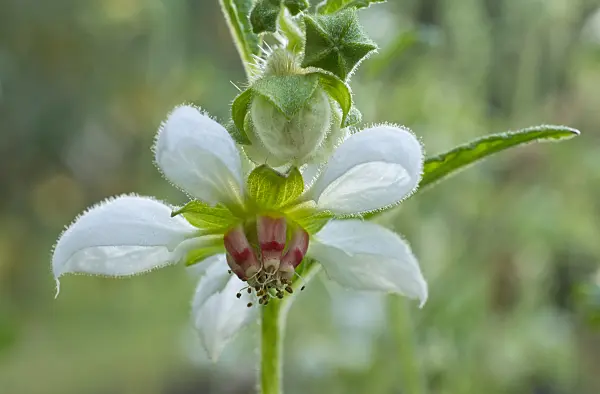 561038 - Loasa triphylla var. volcanica