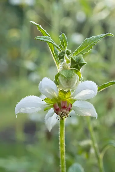 561039 - Loasa triphylla var. volcanica