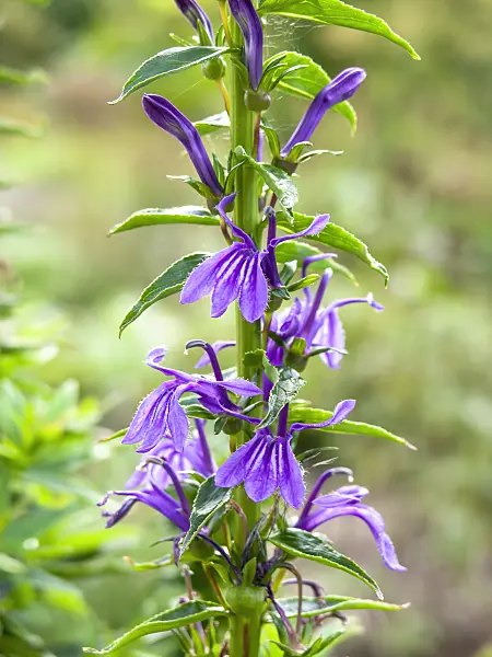441049 - Lobelia (Lobelia sessilifolia)