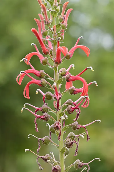 536026 - Lobelia (Lobelia tupa)