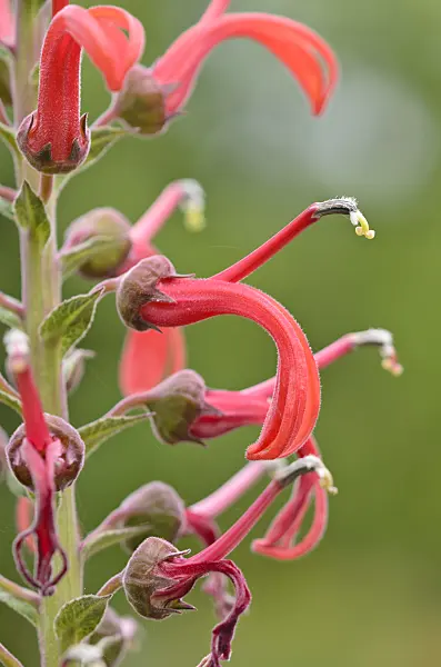 536027 - Lobelia (Lobelia tupa)