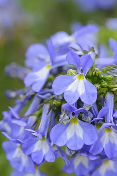 473328 - Lobelia (Lobelia valida)