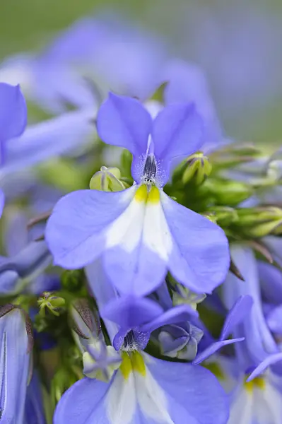 473329 - Lobelia (Lobelia valida)