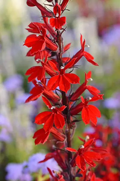 475214 - Lobelia (Lobelia x speciosa)