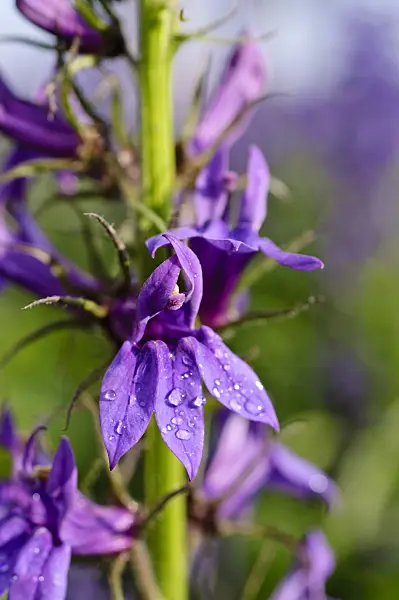 475097 - Lobelia (Lobelia x speciosa 'Fan Blue')