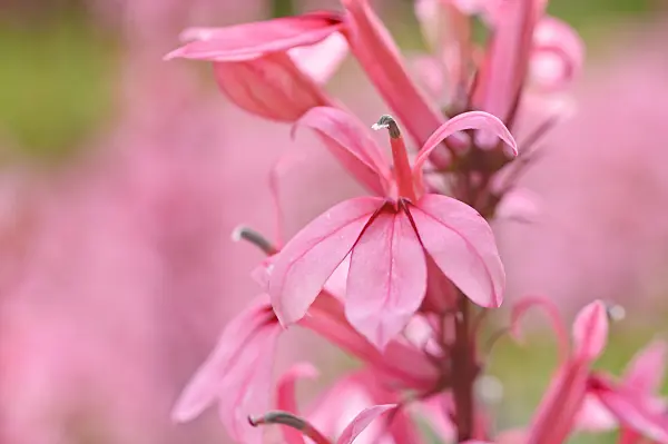 487040 - Lobelia (Lobelia x speciosa 'Fan Salmon')