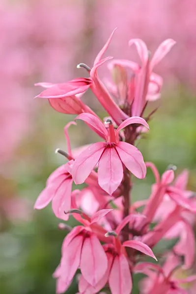 487041 - Lobelia (Lobelia x speciosa 'Fan Salmon')