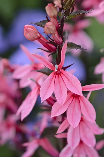 523242 - Lobelia (Lobelia x speciosa 'Fan Salmon')