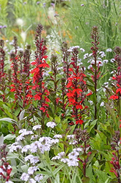 487024 - Lobelia (Lobelia x speciosa 'Fan Scharlach')