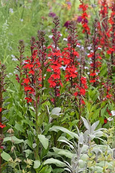 487026 - Lobelia (Lobelia x speciosa 'Fan Scharlach')