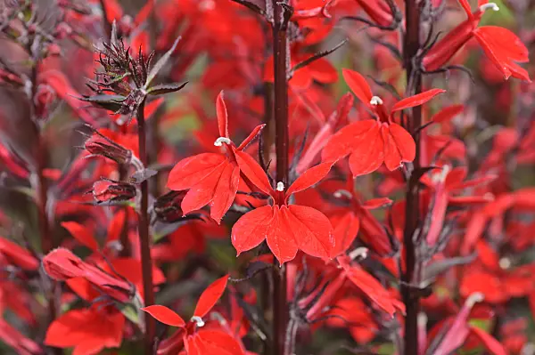 487089 - Lobelia (Lobelia x speciosa 'Kompliment Tiefrot')