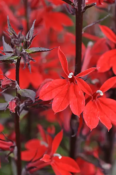 487090 - Lobelia (Lobelia x speciosa 'Kompliment Tiefrot')