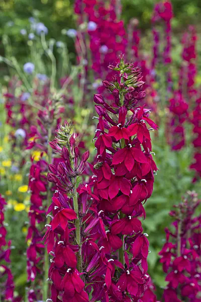 511314 - Lobelia (Lobelia x speciosa 'Kompliment Tiefrot')