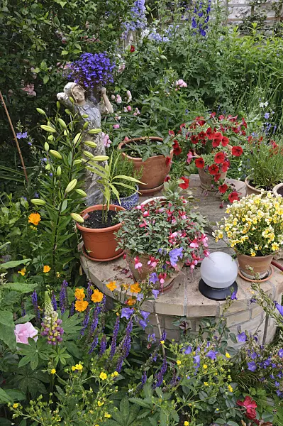 473241 - Lobelias (Lobelia), fuchsias (Fuchsia), Nemesia and petunias (Petunia) in a backyard garden