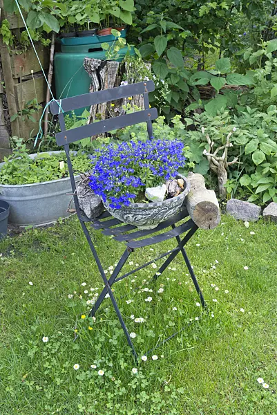 557049 - Lobelias (Lobelia) in a flower bowl on a garden chair