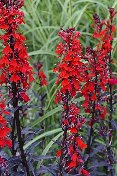 475161 - Lobelie (Lobelia splendens 'Elmfeuer')