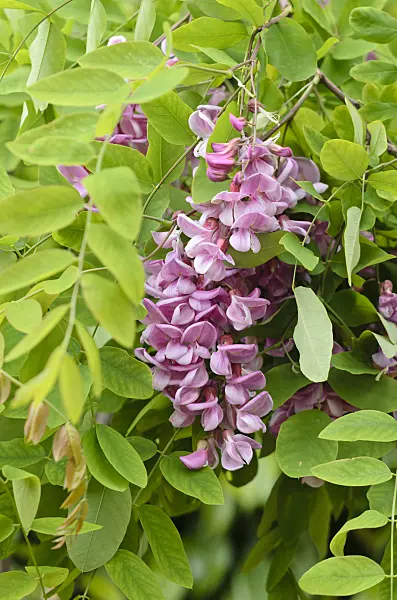 533430 - Locust (Robinia x slavinii 'Casque Rouge' syn. Robinia x margaretta 'Casque Rouge')