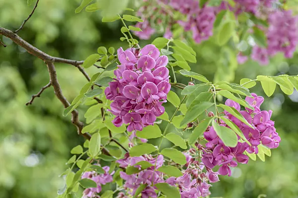 593190 - Locust (Robinia x slavinii 'Casque Rouge' syn. Robinia x margaretta 'Casque Rouge')