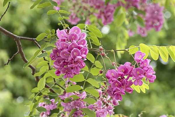 616327 - Locust (Robinia x slavinii 'Casque Rouge' syn. Robinia x margaretta 'Casque Rouge')