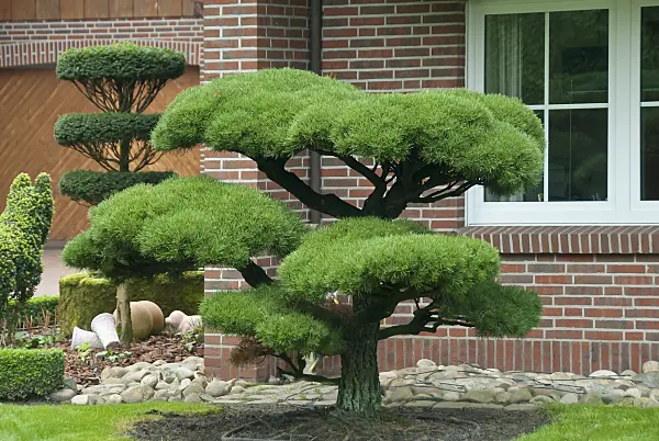 502304 - Lodgepole pine (Pinus contorta)
