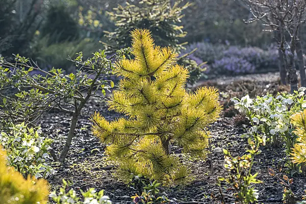 625314 - Lodgepole pine (Pinus contorta 'Chief Joseph')